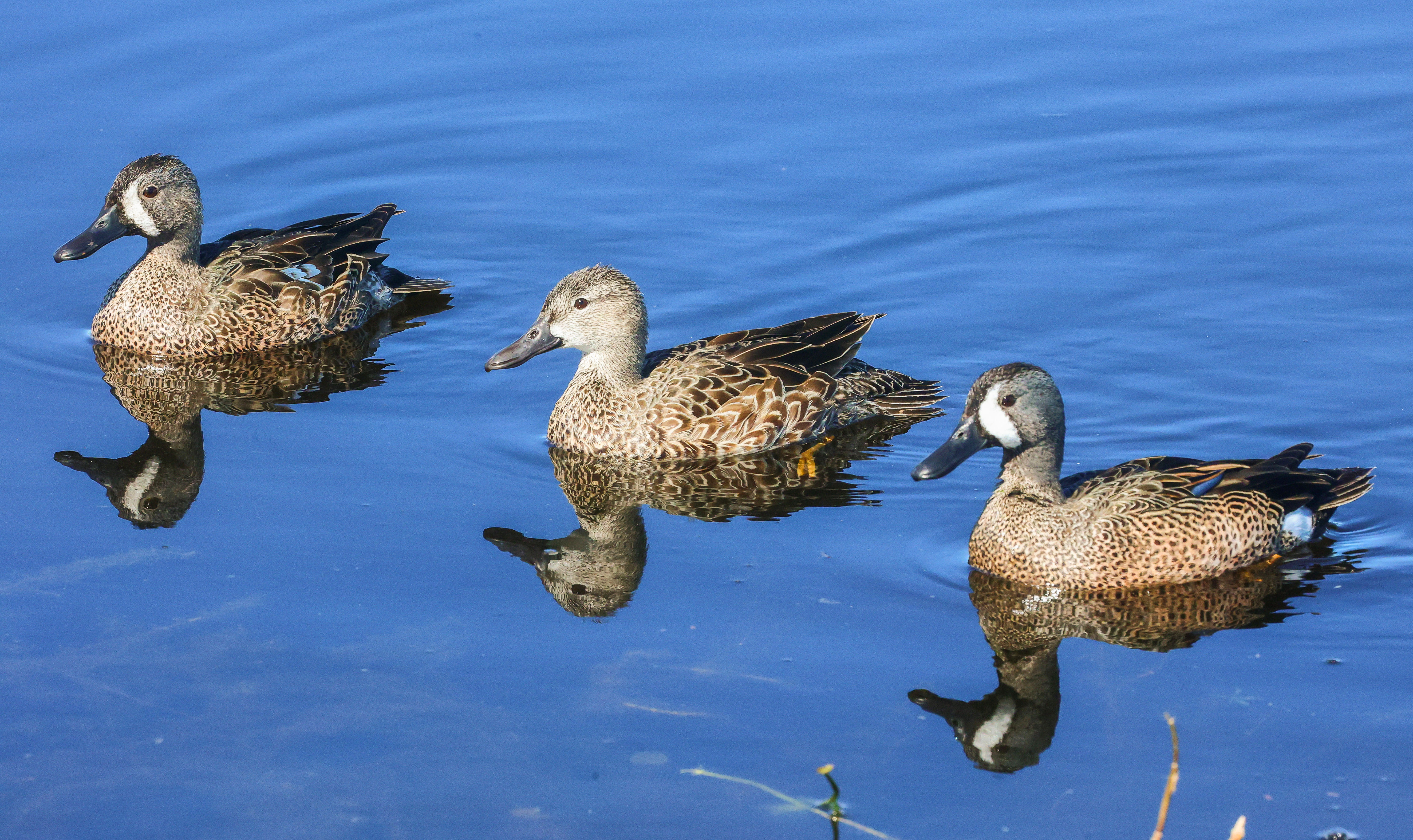 A trio of blue-winged teals in the wetlands on Lake...