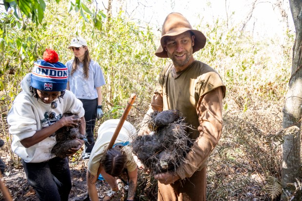 Robin Greenfield forages for invasive winged yams with the help of volunteers at Oakland Nature Preserve on Feb. 9, 2026. (Patrick Connolly/Orlando Sentinel)
