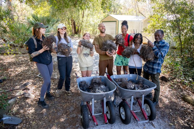 Robin Greenfield, center, shows off a harvest of invasive winged yams with volunteers at Oakland Nature Preserve on Feb. 9, 2026. (Patrick Connolly/Orlando Sentinel)