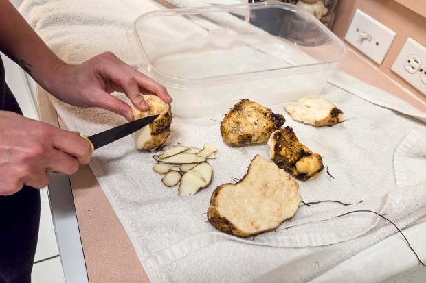 In order to find the starchy inside of wild yams, the process starts with cutting away the skin and scaly pieces on Feb. 10, 2026. (Patrick Connolly/Orlando Sentinel)