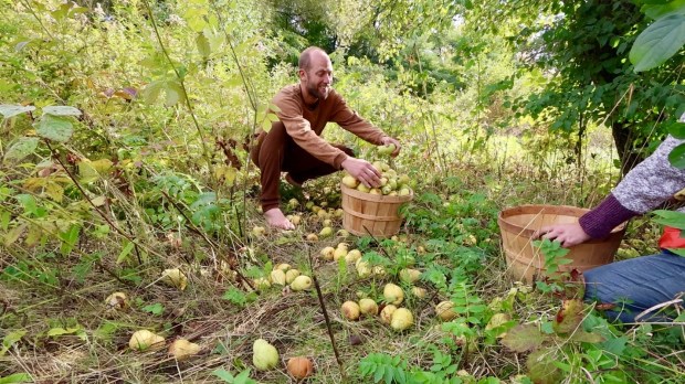 Activist and conservationist Robin Greenfield is foraging all of his food for one year, including pears. (Courtesy of Robin Greenfield)