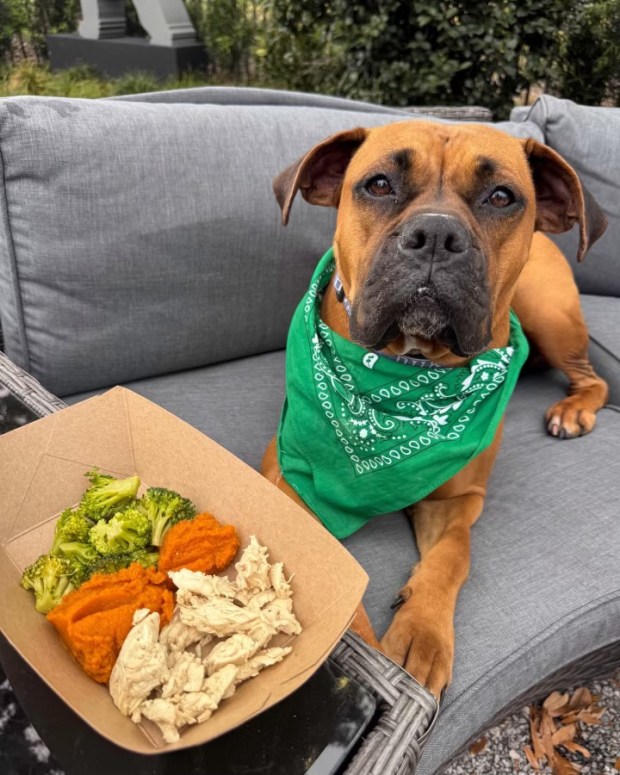 BarkHaven's got the holiday covered for you and both your human and canine Valentines. (Photo courtesy BarkHaven)