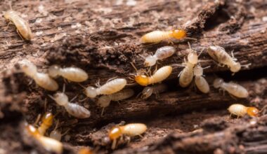Termites are swarming Florida even faster than predicted