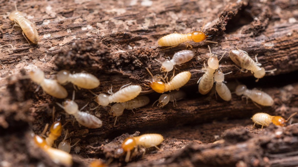 Termites are swarming Florida even faster than predicted