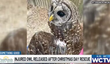 Injured owl released after rescue, rehabilitation at St. Francis Wildlife