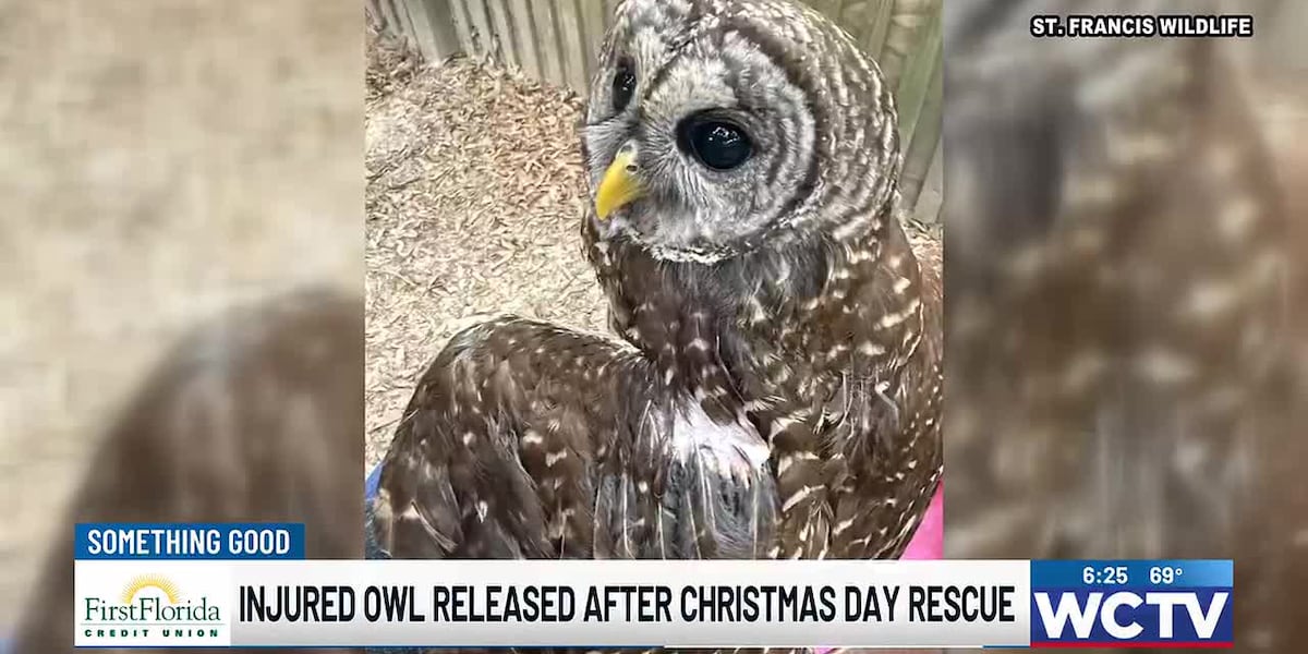 Injured owl released after rescue, rehabilitation at St. Francis Wildlife