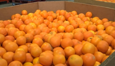 Florida House advances farm bill after committee strips non-disparagement expansion