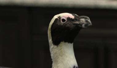 Penguins waddle into the Florida Capitol to stand against extinction