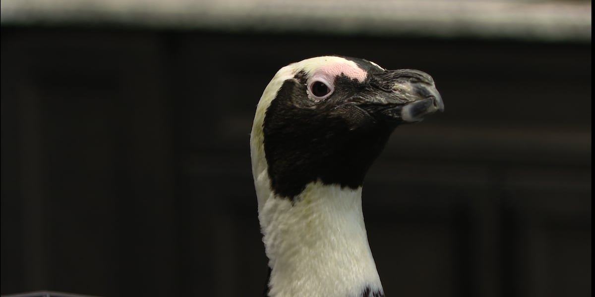 Penguins waddle into the Florida Capitol to stand against extinction