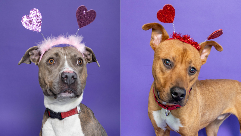 Fall in Love This Valentine’s Day as Broward County Animal Care Brings Back “Plenty of Pets” Adoption Promotion 6 Fall in Love This Valentine’s Day as Broward County Animal Care Brings Back “Plenty of Pets” Adoption Promotion 2