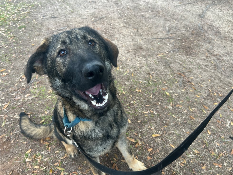 Legacy is hoping to find an active and affectionate family who loves to play hard and nap hard!