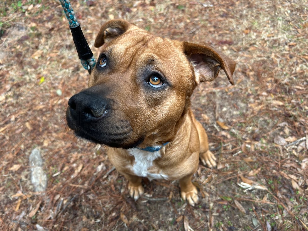 This golden boy with the endearing eyes to match is looking for a soul mate.