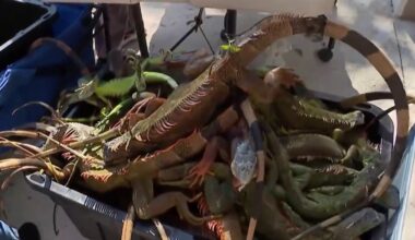 Cold snap sends iguanas falling across South Florida – but experts say it won’t control the population – NBC 6 South Florida