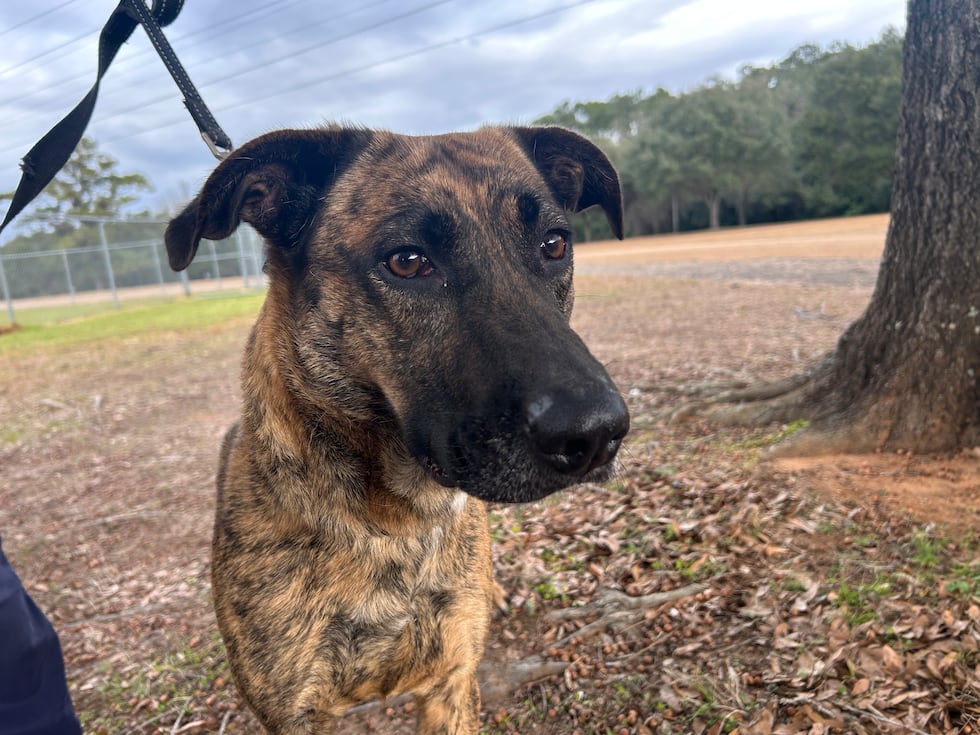 The Dutch Shepherd mix is friendly and easy going and gets along swimmingly with pretty much...