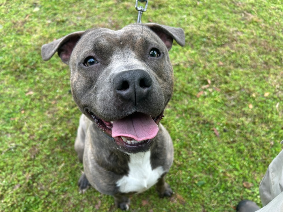 Pete is a spirited boy who is ready to take life by the tail!