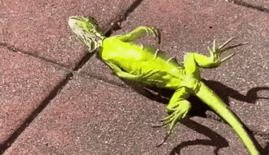 Iguana population may be learning to adapt after recent Florida cold snap