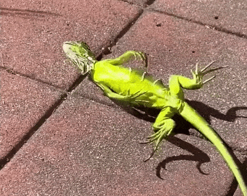 Iguana population may be learning to adapt after recent Florida cold snap
