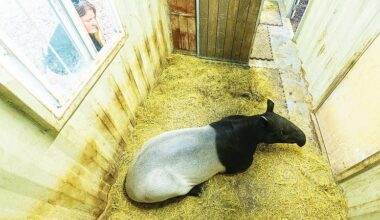 Zoo Miami made preparations for recent cold temperatures