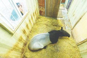 Zoo Miami made preparations for recent cold temperatures