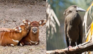 Baby boom! Meet the newest animals just born at ZooTampa