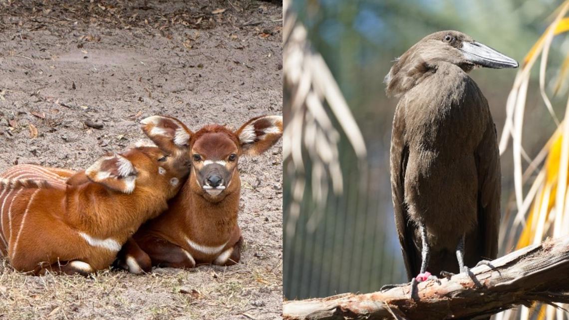Baby boom! Meet the newest animals just born at ZooTampa