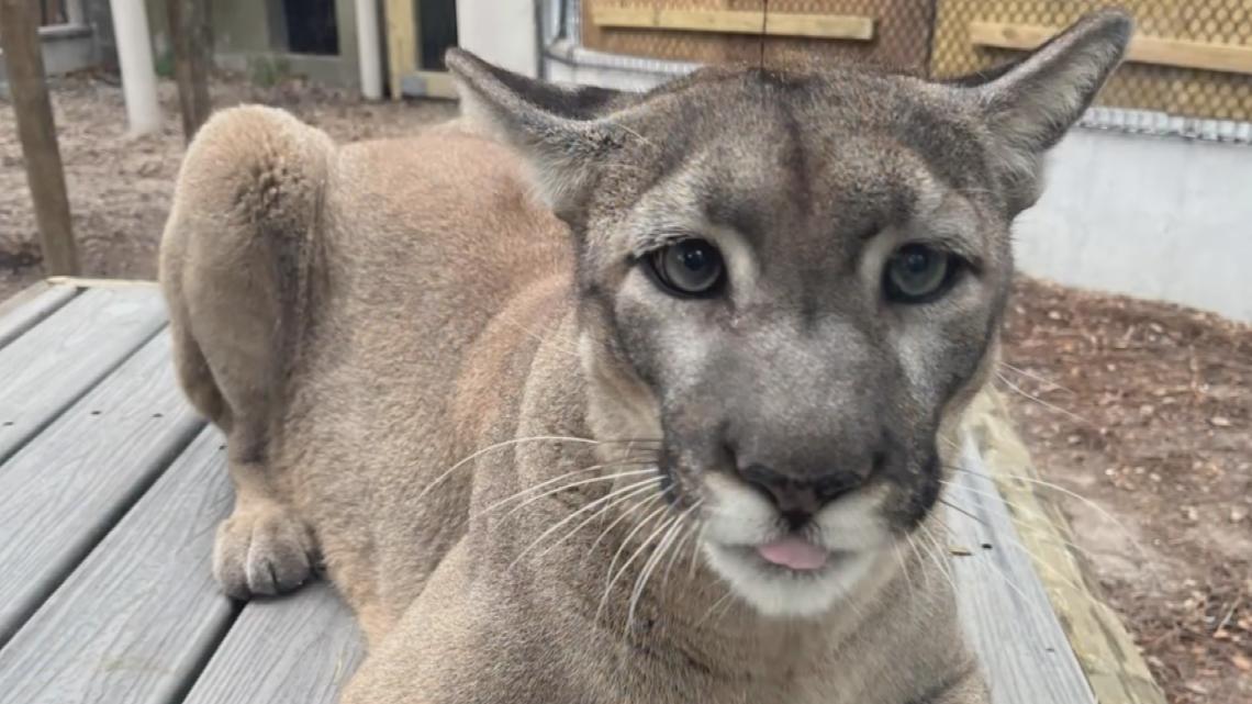 ZooTampa says goodbye to Lucy, the Florida Panther
