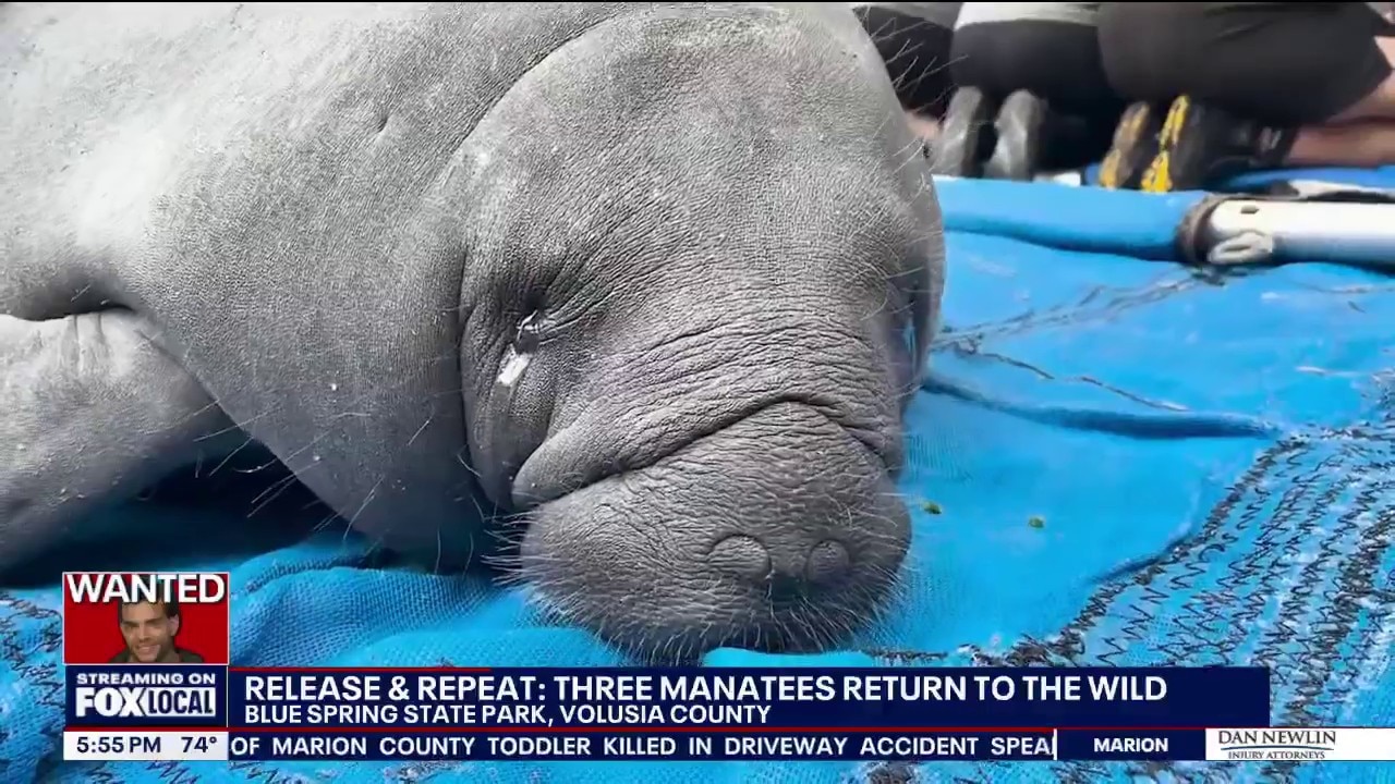 3 rescued manatee calves released back into Florida waters