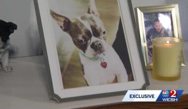 Florida man pays $50K to clone his Boston Terrier