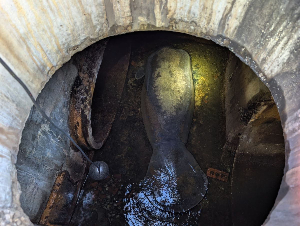 A 410-pound manatee rescued from a Florida storm drain is recovering a...