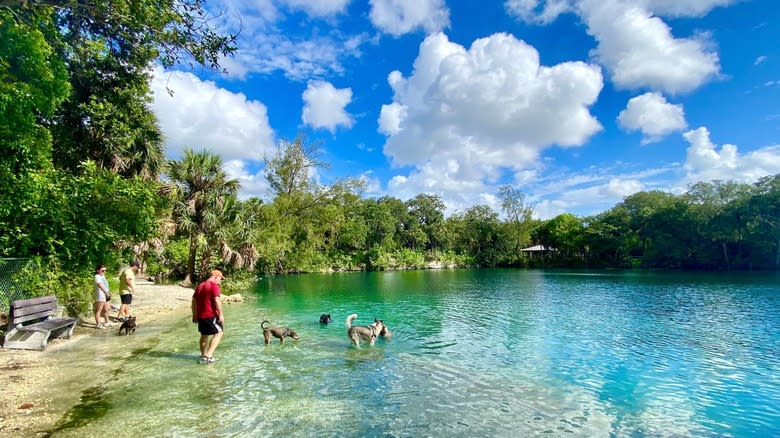 Dogs and owners play at the beach at Bark Park in Snyder Park, Fort Lauderdale, FL.