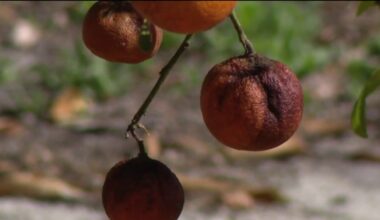 Cold snap devastates Florida citrus industry