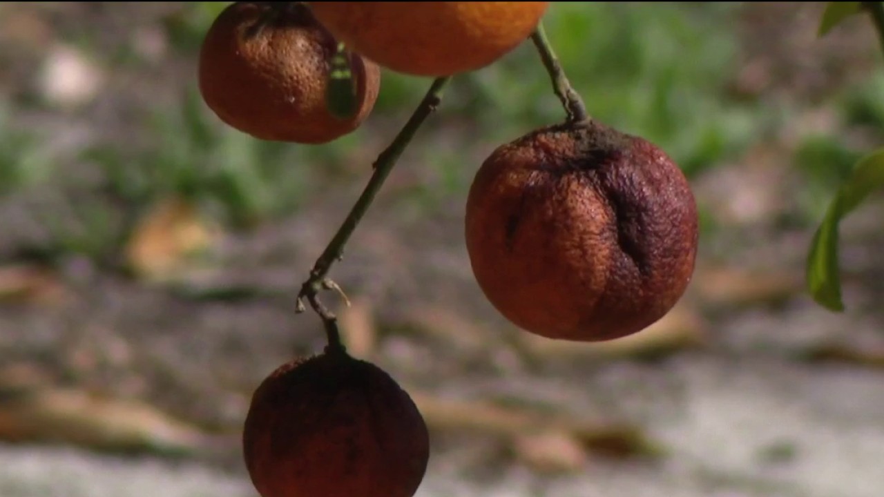 Cold snap devastates Florida citrus industry