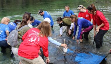 7 rehabilitated manatees from Columbus Zoo released to Florida waters