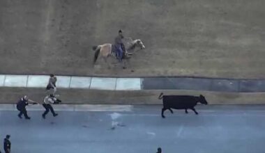 'Cowboy' lassos loose cow in Florida