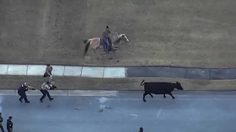 'Cowboy' lassos loose cow in Florida