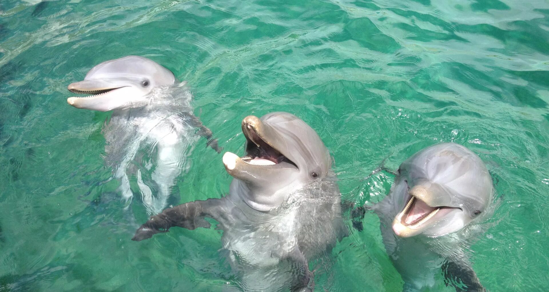 Ex-Miami Seaquarium Owner Eduardo Albor Reportedly Arrested in Cancun