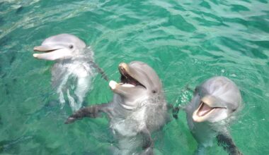 Ex-Miami Seaquarium Owner Eduardo Albor Reportedly Arrested in Cancun