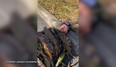 Watch: Florida man gathers ‘blanket’ of frozen iguanas during cold snap