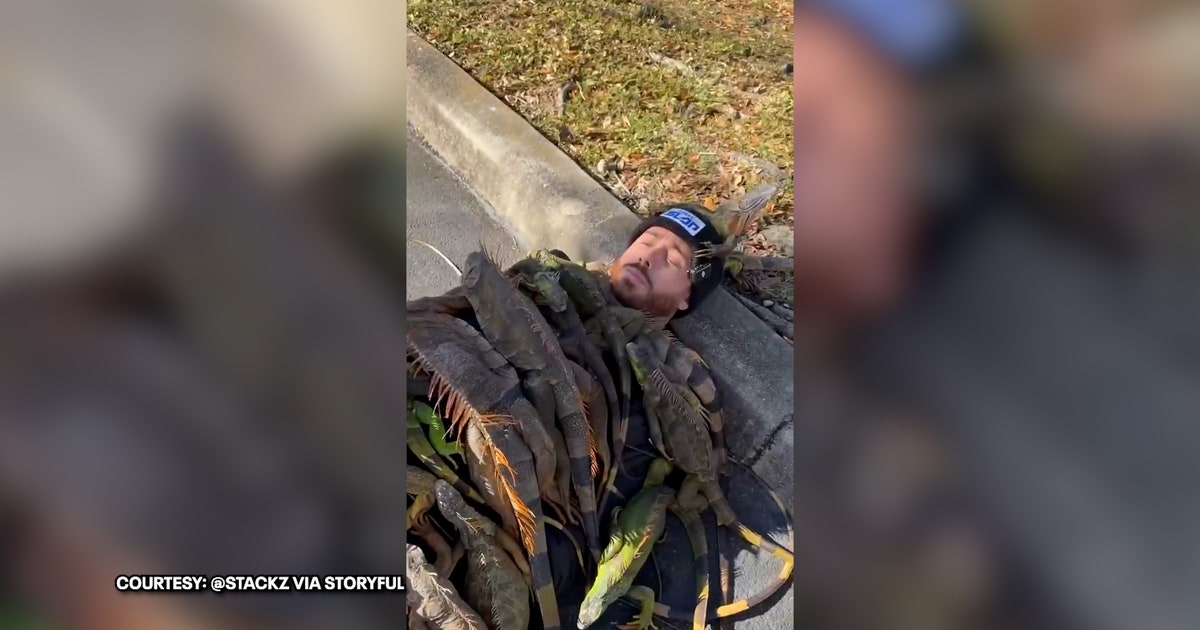 Watch: Florida man gathers ‘blanket’ of frozen iguanas during cold snap