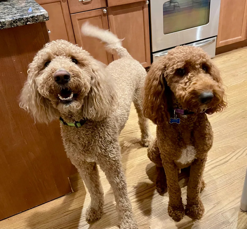 Lulu (left) and Cody Myers, two golden doodles whose names are not among the most popular dog names in New Jersey, but are nonetheless, cute.