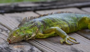 Iguanas falling from trees in Florida can be brought to this Lakeland collection site