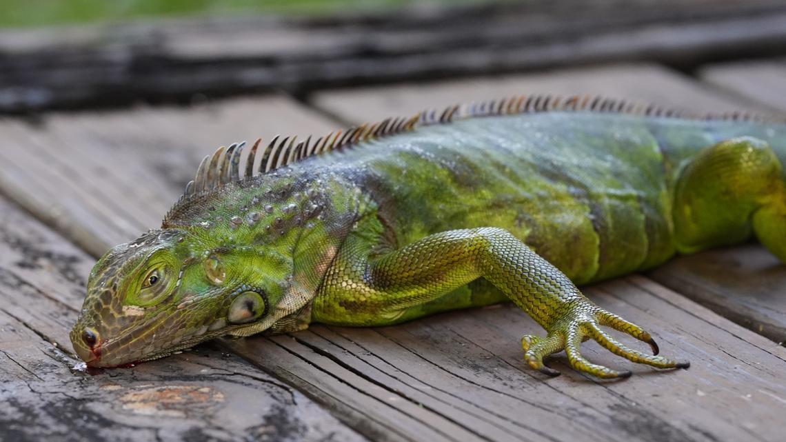 Iguanas falling from trees in Florida can be brought to this Lakeland collection site