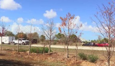 Trees in Cape Coral are alive, despite appearances