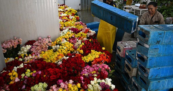 Valentine's Day flower imports bloom at Miami International Airport, despite tariffs, officials say