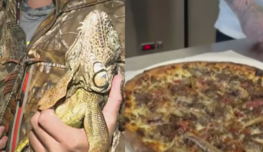 Iguana pizza and frozen crops: South Florida reacts to record-low temperatures