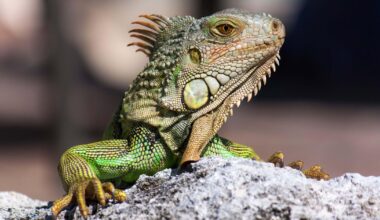 Florida issues emergency order for cold-stunned iguana removal during winter weather