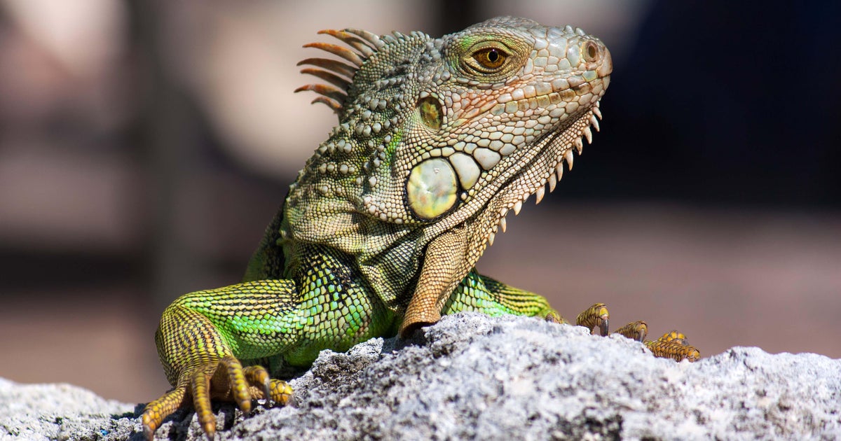 Florida issues emergency order for cold-stunned iguana removal during winter weather