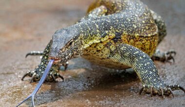 Razor-clawed carnivorous invasive reptiles spreading in South Florida pose bigger threat than iguanas, officials say