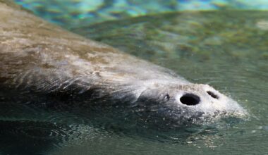 Florida manatee rescued from storm drain along Space Coast