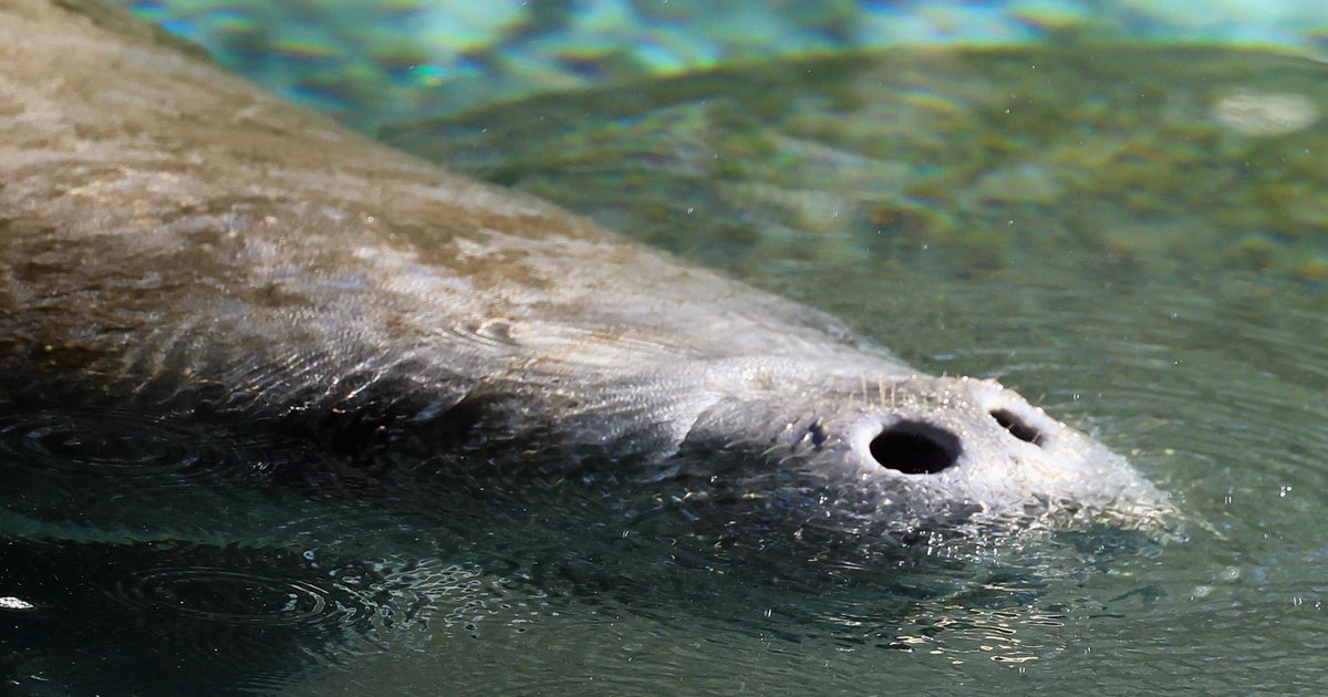 Florida manatee rescued from storm drain along Space Coast